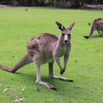 Odkryj fascynujący świat kangurów - mistrzów skoków australijskich równi