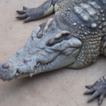 Coccodrillo: Fascynująca podróż do świata krokodyli